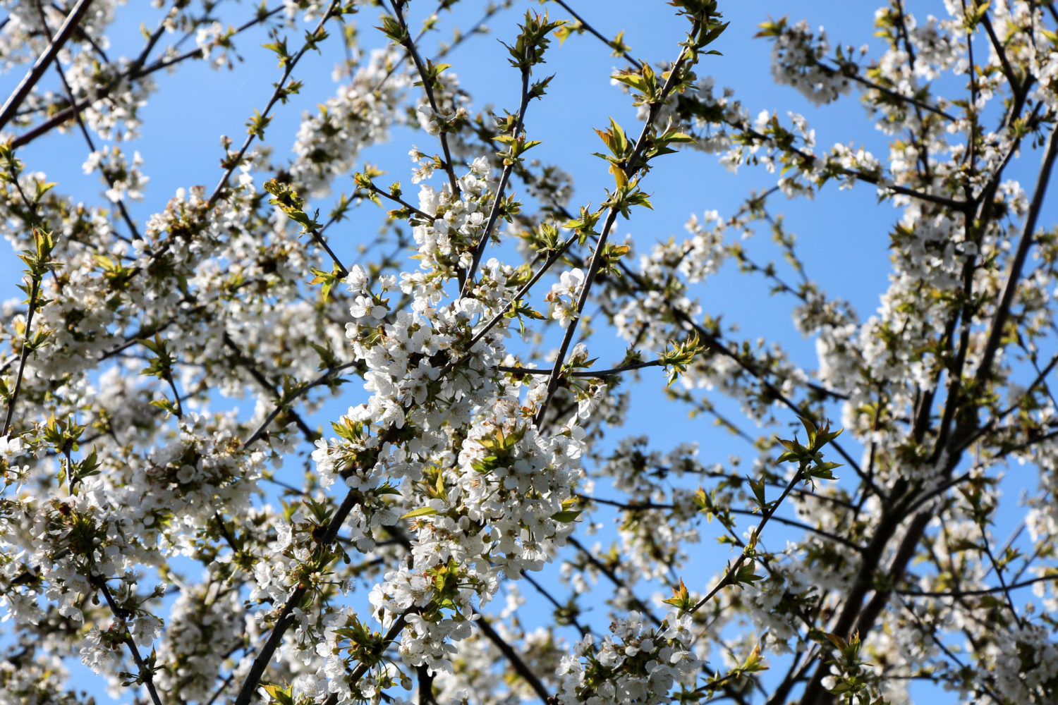 Städterin sucht Grün – Willkommen im Schrebergarten