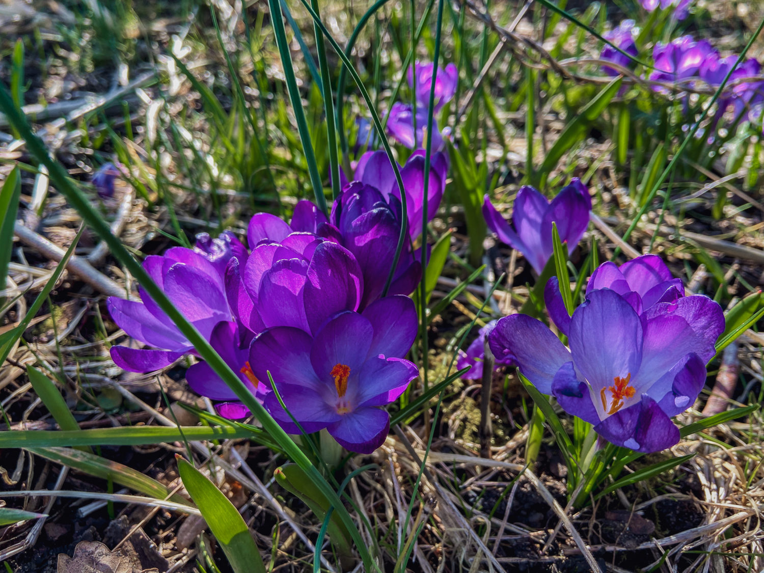 Frühlingserwachen – Worauf wir uns im Frühling wieder freuen können